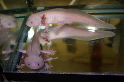 Axolotl si monster air yang telah terancam punah