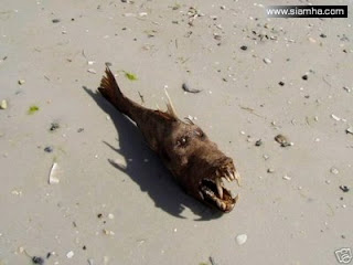 Coba Masuk Deh..Ini Ikan Apa Anjing???