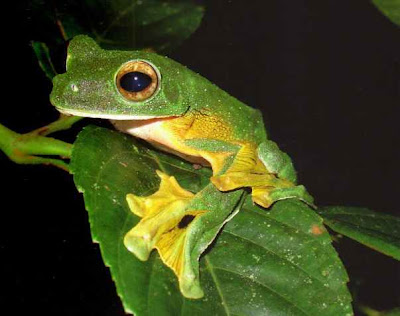 &#91;Amazing&#93; Katak yang bisa Terbang !