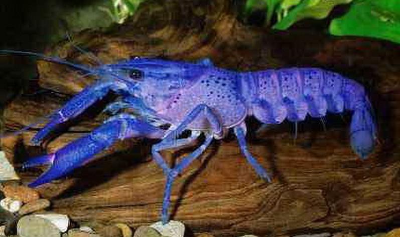 1 dari 5juta lobster terlahir dengan warna BIRU