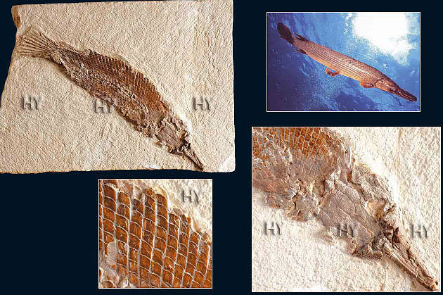 Kontroversi Teori Evolusi