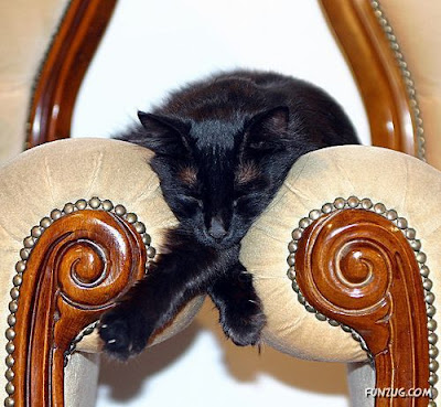 gini nih gan kalau kucing dah tidur, gak peduli dimana gan