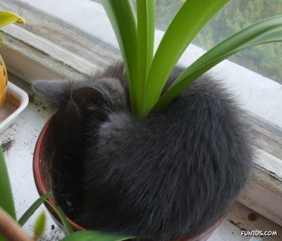 gini nih gan kalau kucing dah tidur, gak peduli dimana gan