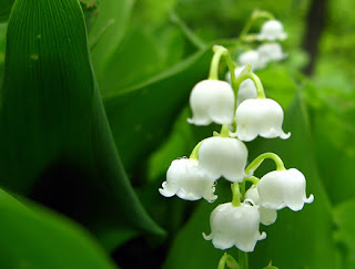 7 Bunga Cantik Tetapi Mematikan