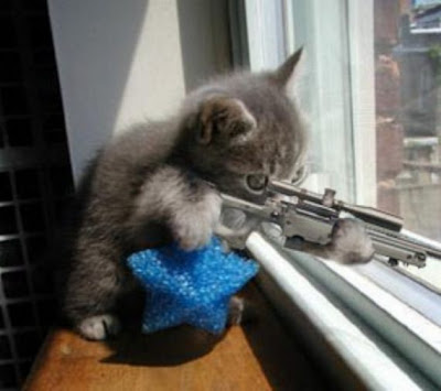 Kelakuan Kucing Jaman Sekarang