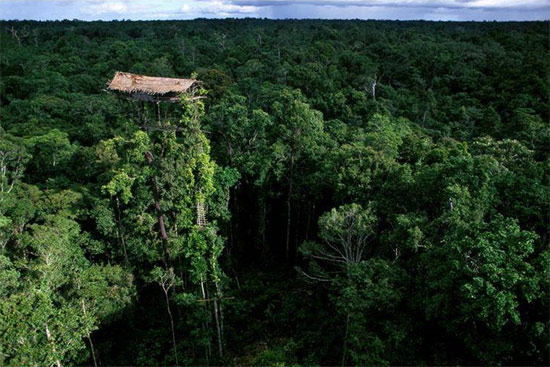 orang---orang-ini-memilih-tinggal-di-belantara-hutan-liar-dan-mendirikan-rumah-pohon