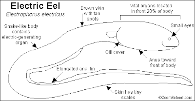 Cara Belut Listrik Menghasilkan aliran listrik