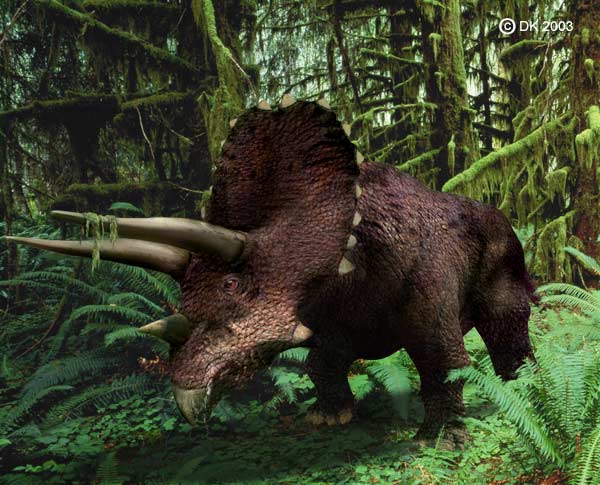 Triceratops & Torosaurus,adalah dinosaurus yang sama??