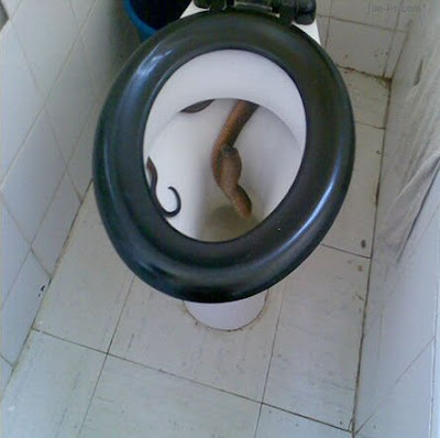 Gan , Apa Reaksi agan jika di toilet agan ada ini.......