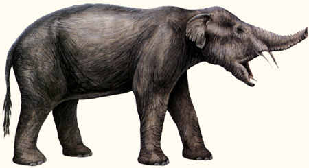 Evolusi Gajah gan....Cekibrooot...