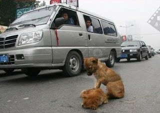 9 Hewan yang sering tertabrak di jalan raya