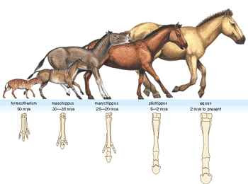 Sejarah Kuda Yang Belum Anda Ketahui