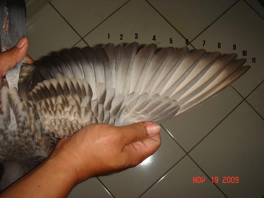 kaskus-image