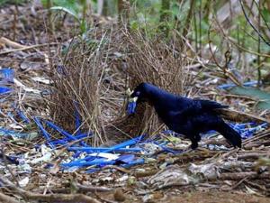 Burung Namdur, Disainer Sarang Terhebat