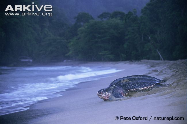 Eksotisme Penyu Habitat Indonesia.