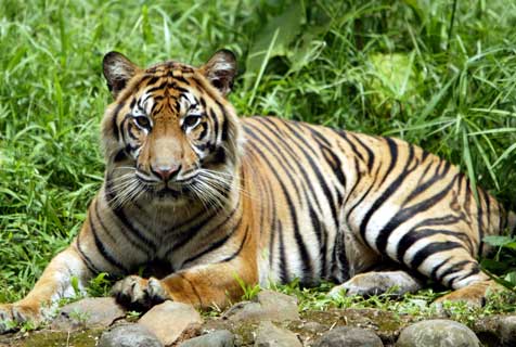 Mengenal Harimau Sumatera,Harimau Terakhir Indonesia !