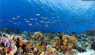 5 Diving Spot Paling Indah Di Indonesia