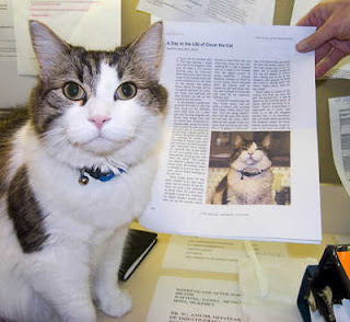  kisah kucing yang dapat mendeteksi kematian