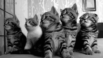 Kumpulan Animasi Kucing Yang Luthu bin Unyu