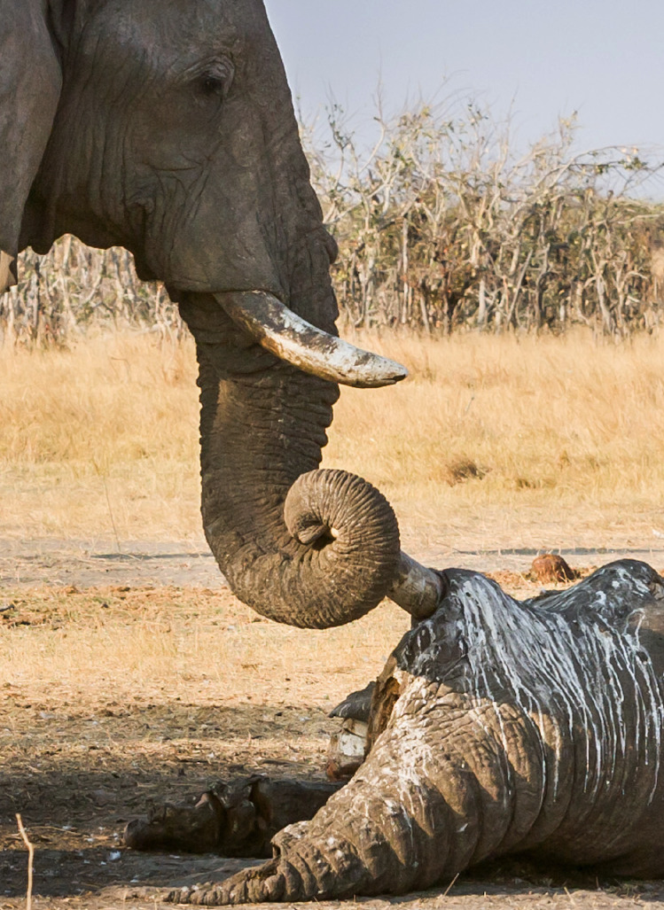 Mengharukan! Gajah Betina Lepas Kepergian Gajah Lain yang Mati 