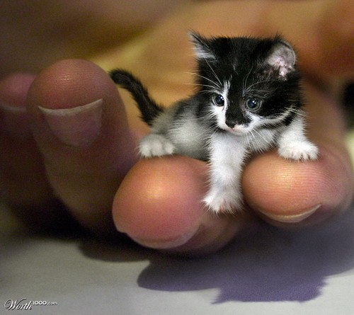 kecil.imut ....gan