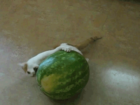 Kumpulan Animasi Kucing Yang Luthu bin Unyu