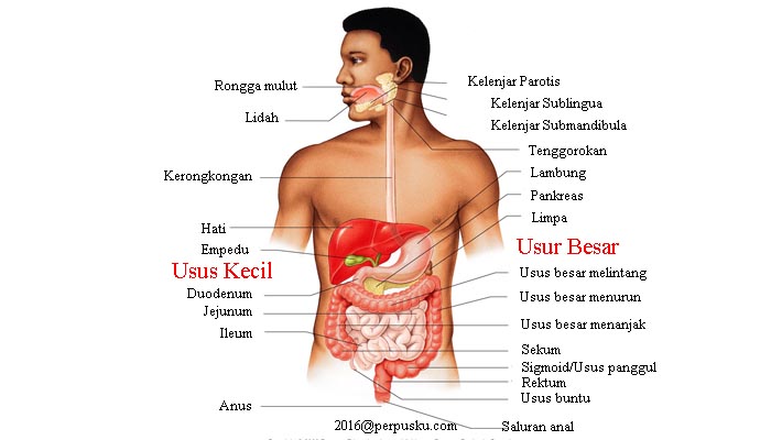 4 Alasan Mengapa Kotoran Anda Sangat Bau Saat BAB