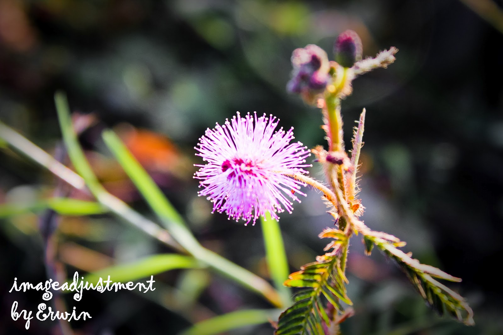 newbie minta komentarnya gan