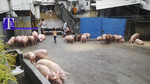 Banjir di Paldua, Ternak Babi Ikut Diungsikan