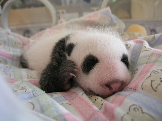 Proses Pertumbuhan Panda Sejak Lahir Hingga Tumbuh Bulu Hingga Jadi Panda Yang Lucu