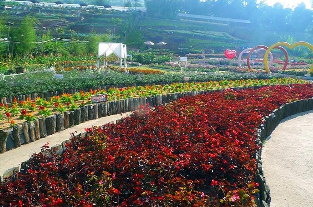 &#91;CoC Regional: Lokasi Wisata&#93; Nyasar, Sampai Kutabawa Flower Garden