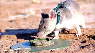 ASAL USUL TIKUS PUTIH >>