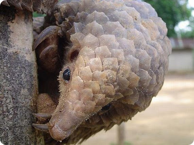 Inilah Hewan Paling Aneh Dan Langka Di Dunia
