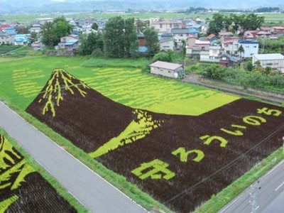 MELUKIS SAWAH SENI UNIK DARI JEPANG