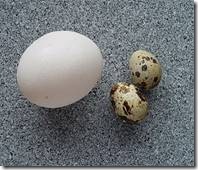 Ukuran Telur Unggas dari yang kecil sampai yang terbesar &#91;+ pics&#93;