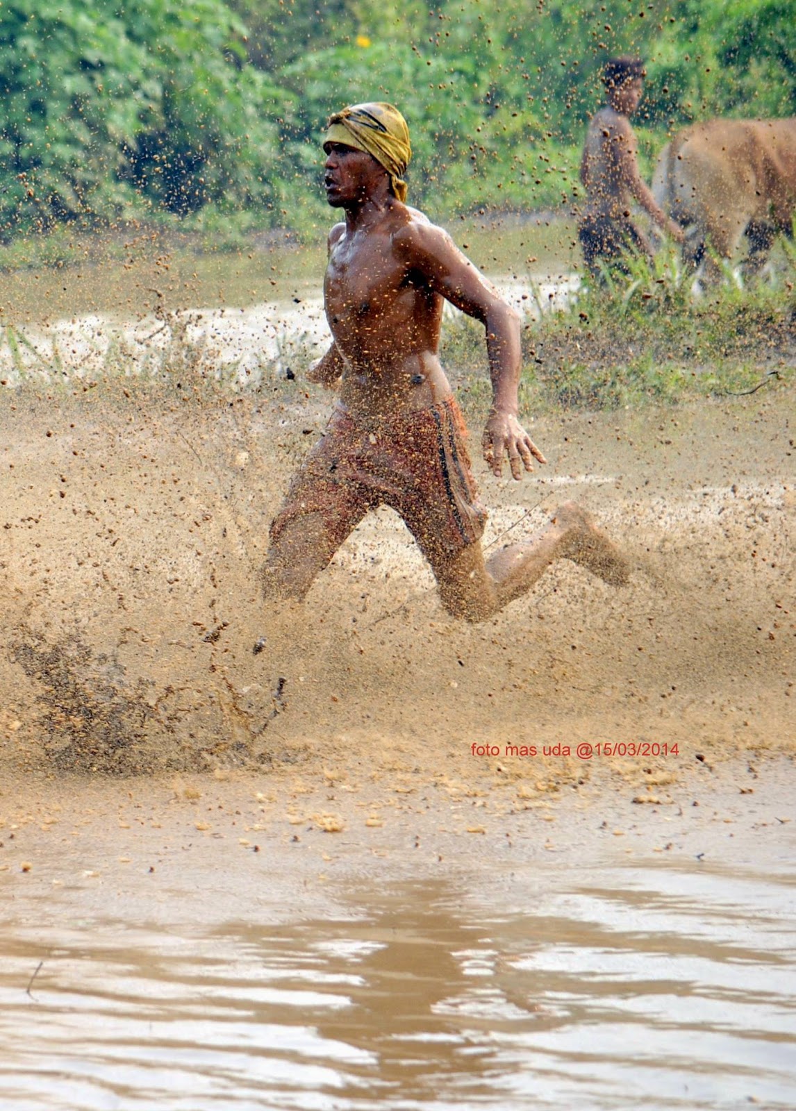 &#91;Sumatera Barat&#93; Pacu Jawi nan Eksotis 