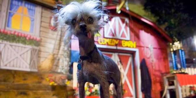 Anjing Paling Serem Di Dunia Gan