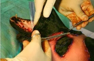 Gila! Pria ini Lakukan Operasi Plastik Agar Berwajah Anjing