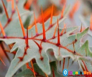 9 Tanaman Terunik dan Teraneh di Dunia