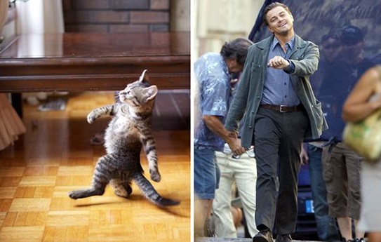 WKWKWKWK ! 20 Foto Hewan Yang Mirib Dengan Bintang Hollywood