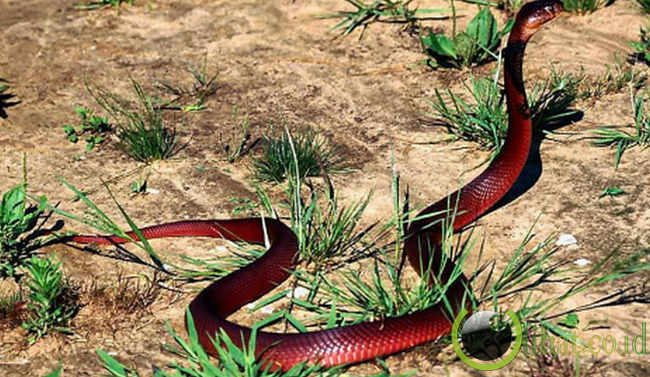 ular-berkokok