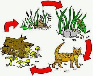 Fakta menarik jika semua kucing menghilang dari muka bumi
