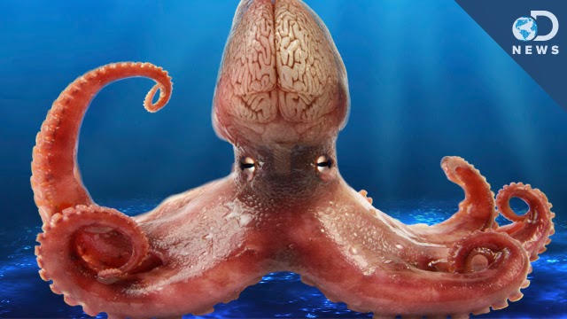 Fakta-Fakta MenarikTentang Gurita (Octopus)