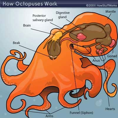 Fakta-Fakta MenarikTentang Gurita (Octopus)