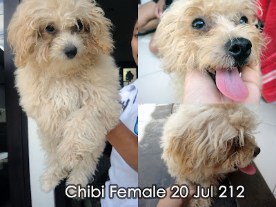 FOR SALE Red Toy Poodle (2 ekor) & Apricot Toy Poodle (4 ekor) Import Thailand “speci