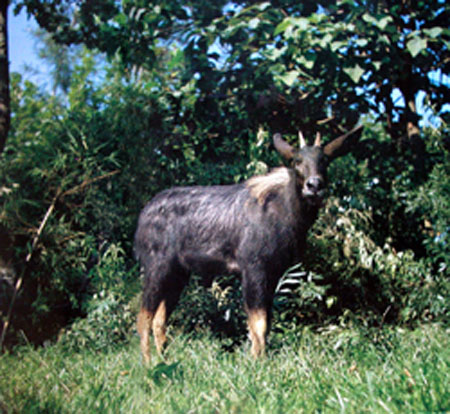 Kambing Hutan Langka Sumatra Terekam Kamera