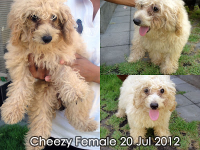 FOR SALE Red Toy Poodle (2 ekor) & Apricot Toy Poodle (4 ekor) Import Thailand “speci