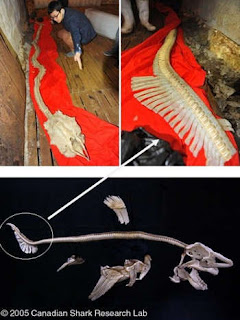 Kerangka Monster Laut ditemukan di Cina.