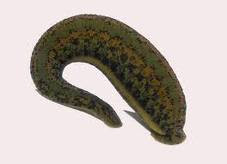 dogol-dan-pe039a-waktu-pelajaran-penjas