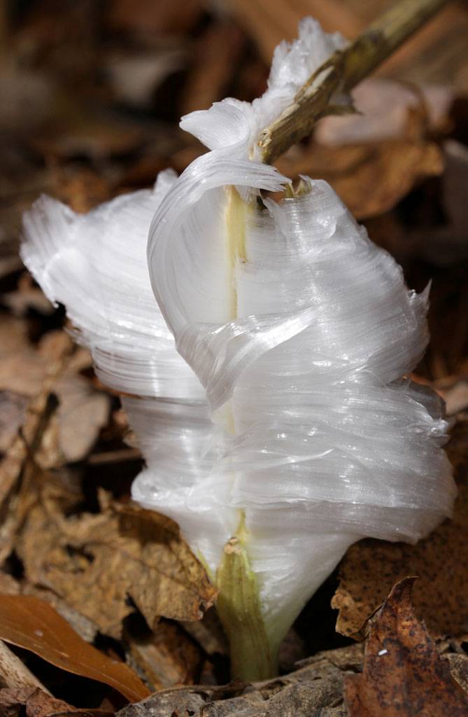 &#91;AMAZING&#93; Frost Flowers: Es Yang Berbentuk Seperti Bunga (++PIC)